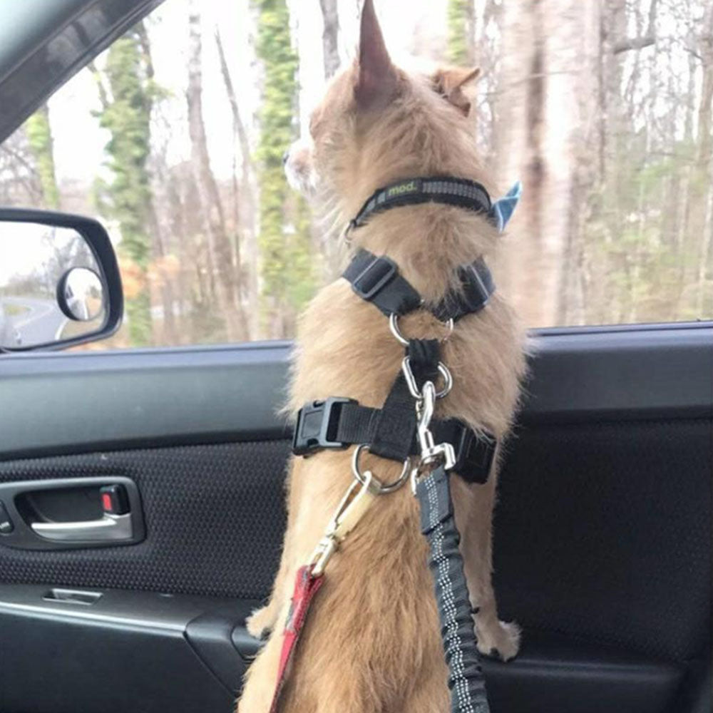 Dog Safety Belt