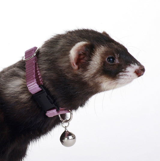 Marshall Pet Products Ferret Bell Collar Purple 3/8 in