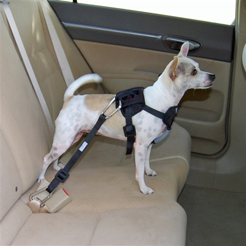 Bergan Dog Auto Harness With Tether-Small